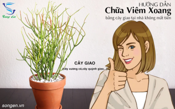 Hướng dẫn chi tiết chữa viêm xoang bằng cây giao tại nhà không mất tiền