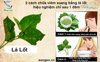 2 cách chữa viêm xoang bằng lá lốt hiệu nghiệm chỉ sau 1 đêm